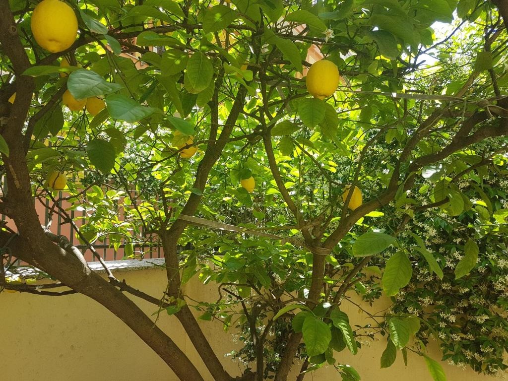 Appartamento Deluxe 33